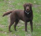 Labrador Deckrüde / Europa- Internationaler Champion